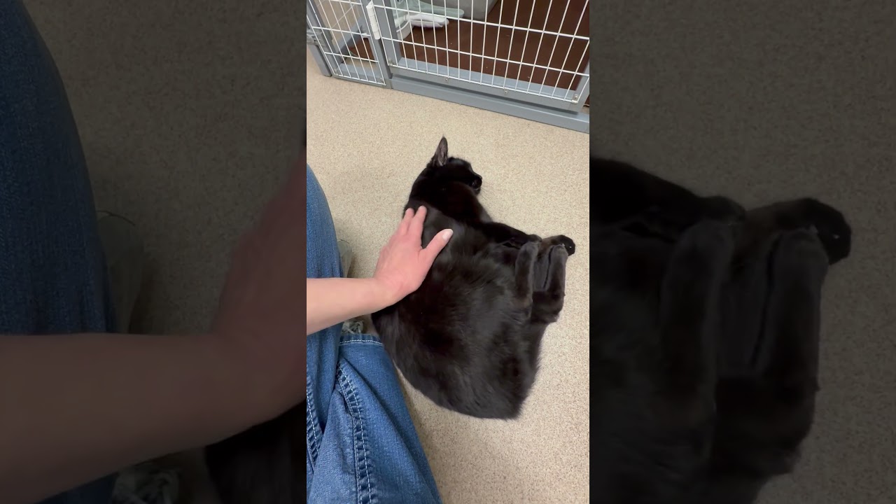 Rossi - Show stopping good looks, a ADOPTABLE Domestic Short Hair in Oshkosh, WI video 4/4