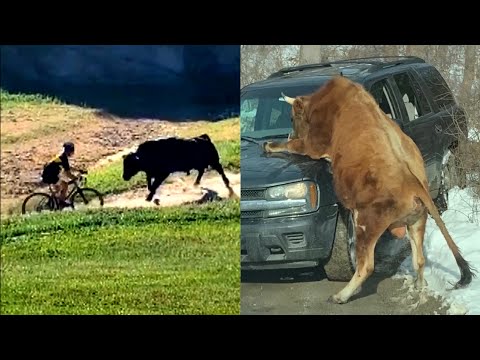 Don't Mess With These Bulls