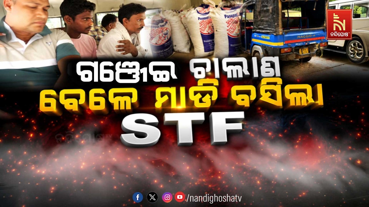 🔴Live | ଗଞ୍ଜେଇ ଚାଲାଣ ବେଳେ ମାଡ଼ିବସିଲା STF | Illegal Transportation | NandighoshaTV