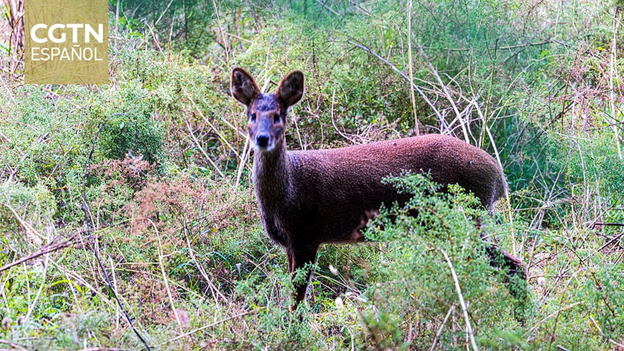 La recuperación del ciervo porcino abre esperanzas y nuevos desafíos