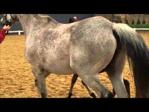 Hengstfohlen v. Casall - Lux Z * 16.03.2016