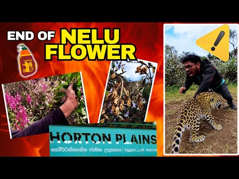 Death of Nelu Flower Miracle | Sri Lanka | Rare Nature Documentary  🇱🇰