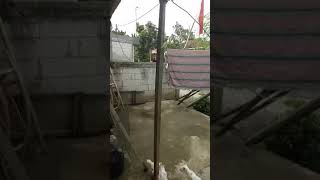 Download lagu Lomba panjat pinang ala KUCING, hadiahnya cm Ikan goreng, pesertanya SERU mp3 Download lagu Lomba panjat pinang ala KUCING, hadiahnya cm Ikan goreng, pesertanya SERU mp3