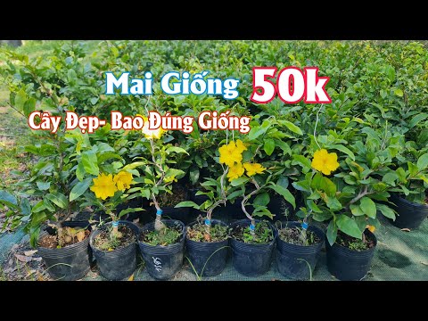 Ngày 20/04. Giao Lưu Một Số Giống Mai Đẹp Chuẩn Giống Về Sưu Tầm, Làm Giống Cây Chuẩn. ☎ 0981740375