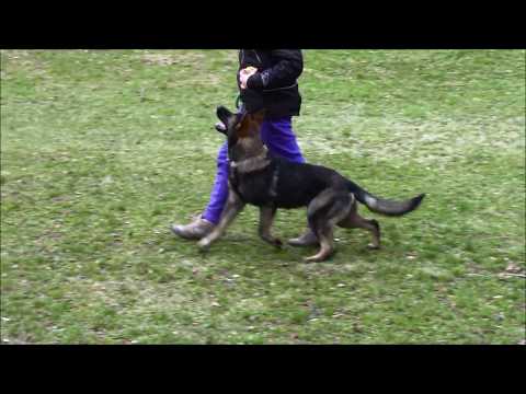 Pongo z Jukasu obedience 7,5 months