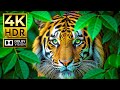AMAZING ANIMALS 4K HDR 120FPS Dolby Vision Cinematic Sound