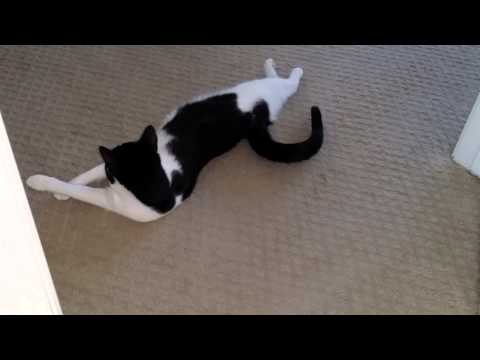 Kitties wait for me behind the door