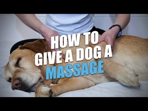YouTube video about: How to massage dog with hip dysplasia?