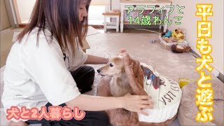 平日も犬と遊ぶ【アラフィフと14歳わんこ】【犬と2人暮らし】