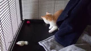 Kitten's first toy!