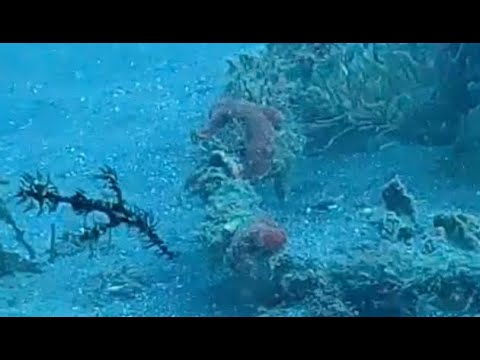 Scuba Diving in North Sulawesi: Lembeh Strait - Rojos: August 14th 2023