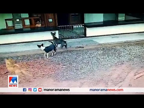 തെരുവ് നായ ആക്രമണം ; രണ്ട് വയസുകാരൻ രക്ഷപെട്ടത് തലനാരിഴയ്ക്ക് |Dog |CCTV