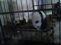 Utek male pandy (Tearon) - Známka: 1, váha: střední