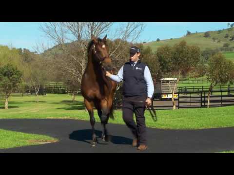Vinery Stallion Parade 2016 Highlights