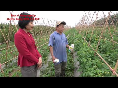 , title : 'Xử lý bệnh héo xanh, mốc sương hại cà chua hiệu quả #heoxanh #mocsuong'