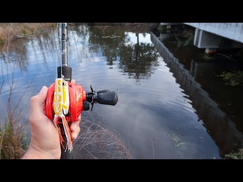 MASSIVE Bass CRUSHES Topwater FROG (Bed Fishing)