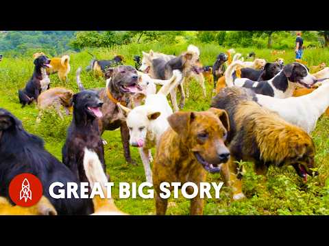 狗狗在哪，快樂就在哪：一起來狗的國度冒險吧！ (Welcome to the Land of Dogs)