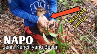 Download lagu TREATING WILD DEER STRAPS CAN NAPO FEMALES mp3 Download lagu TREATING WILD DEER STRAPS CAN NAPO FEMALES mp3