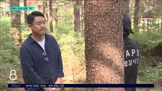 [G1뉴스] 춘천지역 멧돼지 포획 급증 
