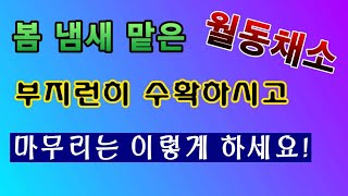 [텃밭농부. 1,345]  봄냄새 맡은 월동채소 이렇게 마무리 하세요. #봄동재배 #시금치재배