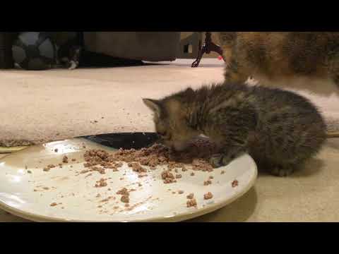 4 week old kitten's first meal of solid food