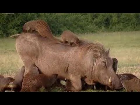 لن تصدق ماذا يفعل صغار حيوان النمس مع هذا الخنزير البرى العملاق | شئ مذهل لا يصدق - سبحان الله !!