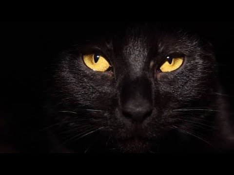 BLACK O BLACK CAT MUSIC 🎶