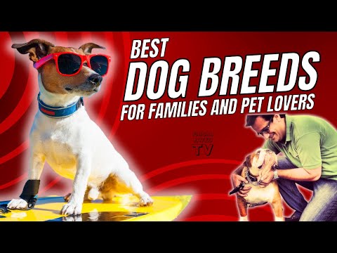 Top 10 Dog Breeds | Best Dogs for Families & Pet Lovers (2025)