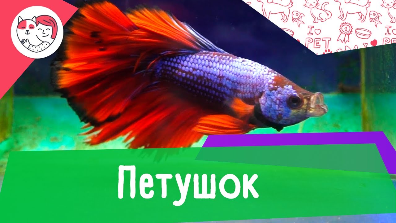 Аквариумная рыбка петушок. Особенности. Уход.