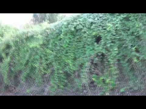 PODENCOS ANDALUCES DE JARRU, UNAS CUANTAS CACHORRAS OS DESEAN FELIZ NAVIDAD 