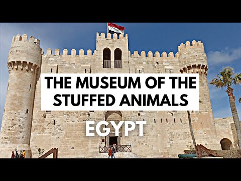 EGYPT: The Museum of the Stuffed Animals | The Citadel of Qaitbay