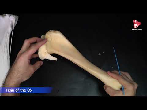 Comparative anatomy of the tibia