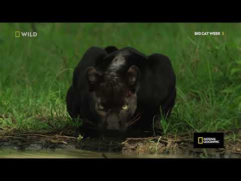 Hiding in the Shadows   The Real Black Panther   National Geographic Wild UK