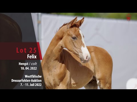 Dressurfohlen-Auktion Lot 25 Hengst v. Felissimo - Lissaro