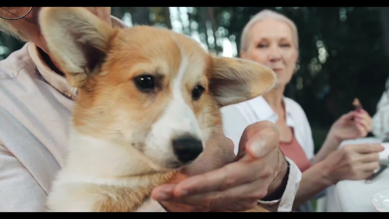 Enriquecimiento ambiental para perros