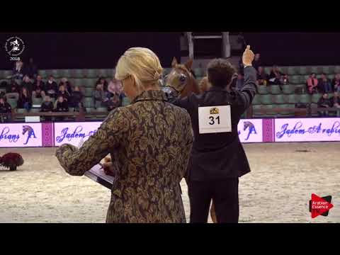 N.31 MURANAS MAGIC - Lier 2018 - Yearling Colts (Class 2A)