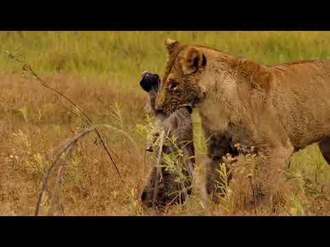 Mother Lioness Hunts Warthog