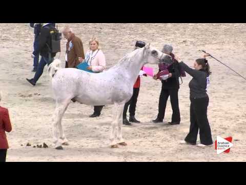 N.136 AJA BEN NAZIF - Paris 2015 - 4+ year old Stallion (Class CM6 B)