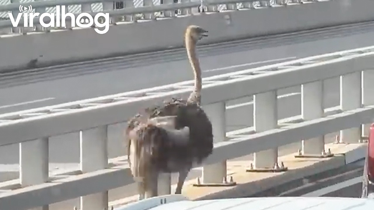 Ostrich Runs Along With Traffic || ViralHog