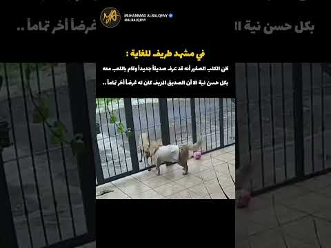 ردة فعل الكلب عندما خدعه صديقه #كوميديات #كلاب #ضحك