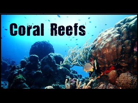 Coral Reef Biome