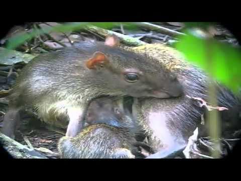 Mamá Guatuza (VIDEO)