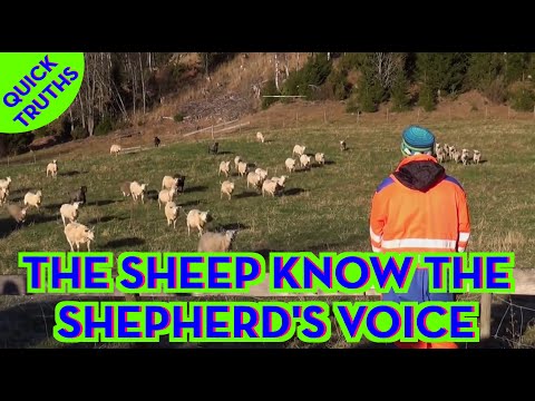 The Sheep know the Shepherd's voice - Quick Truths