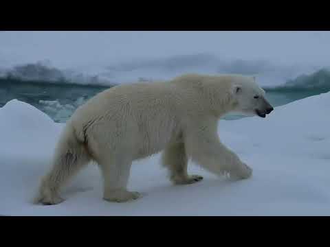 Wildlife: The Big Freeze-The Life of a Baby Polar Bear-over 60 miles (100 km) in one swim.
