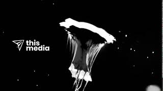 Download lagu Thismedia - Promo mp3 Download lagu Thismedia - Promo mp3