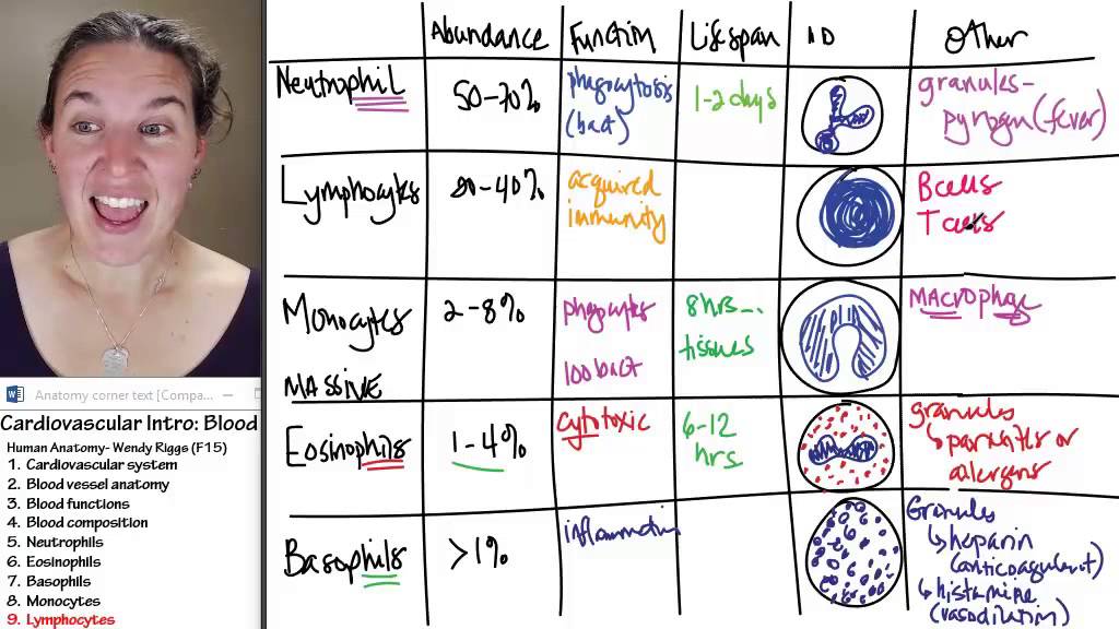 Blood 9- Lymphocytes - YouTube