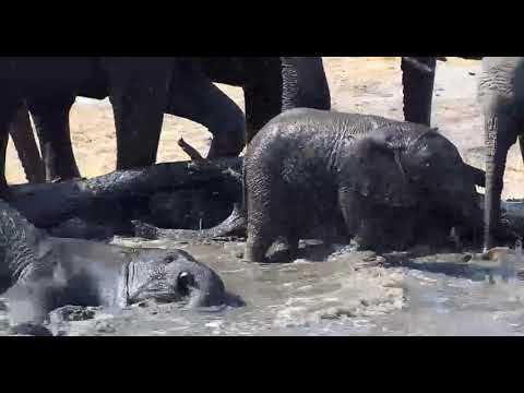 Djuma: Elephants-Bath time for baby Elephant calf - 14 10 - 09/04/19