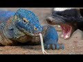 HONEY BADGER Vs KOMODO DRAGON Who Will Prevail Over Whom Real Fight Of Komodo Dragon And Honey