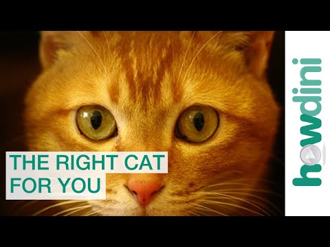 How to choose a cat that's right for your family - YouTube