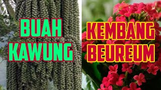 Download lagu BUAH KAWUNG KEMBANG BEUREUM mp3 Download lagu BUAH KAWUNG KEMBANG BEUREUM mp3
